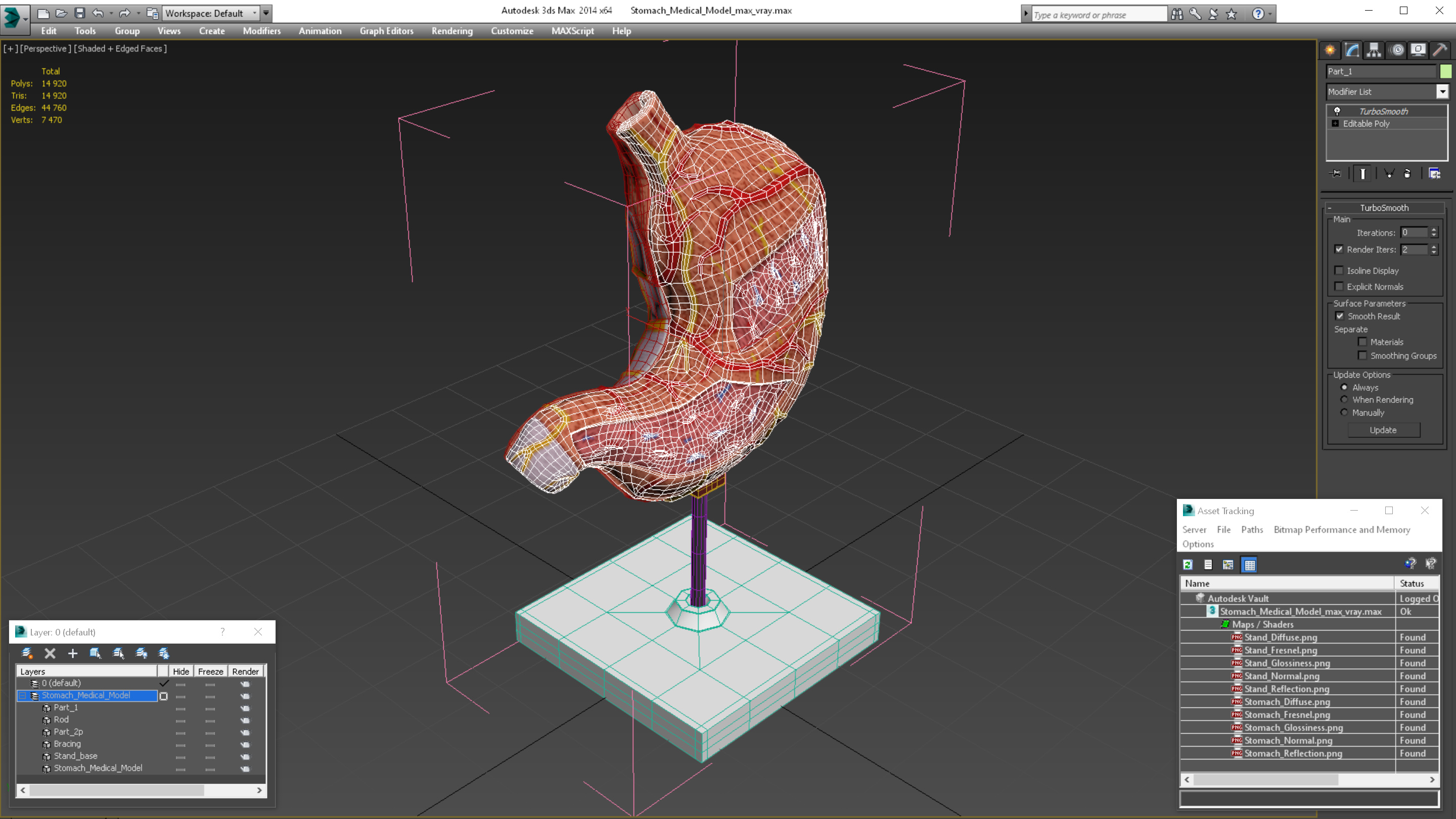 3D Stomach Medical Model