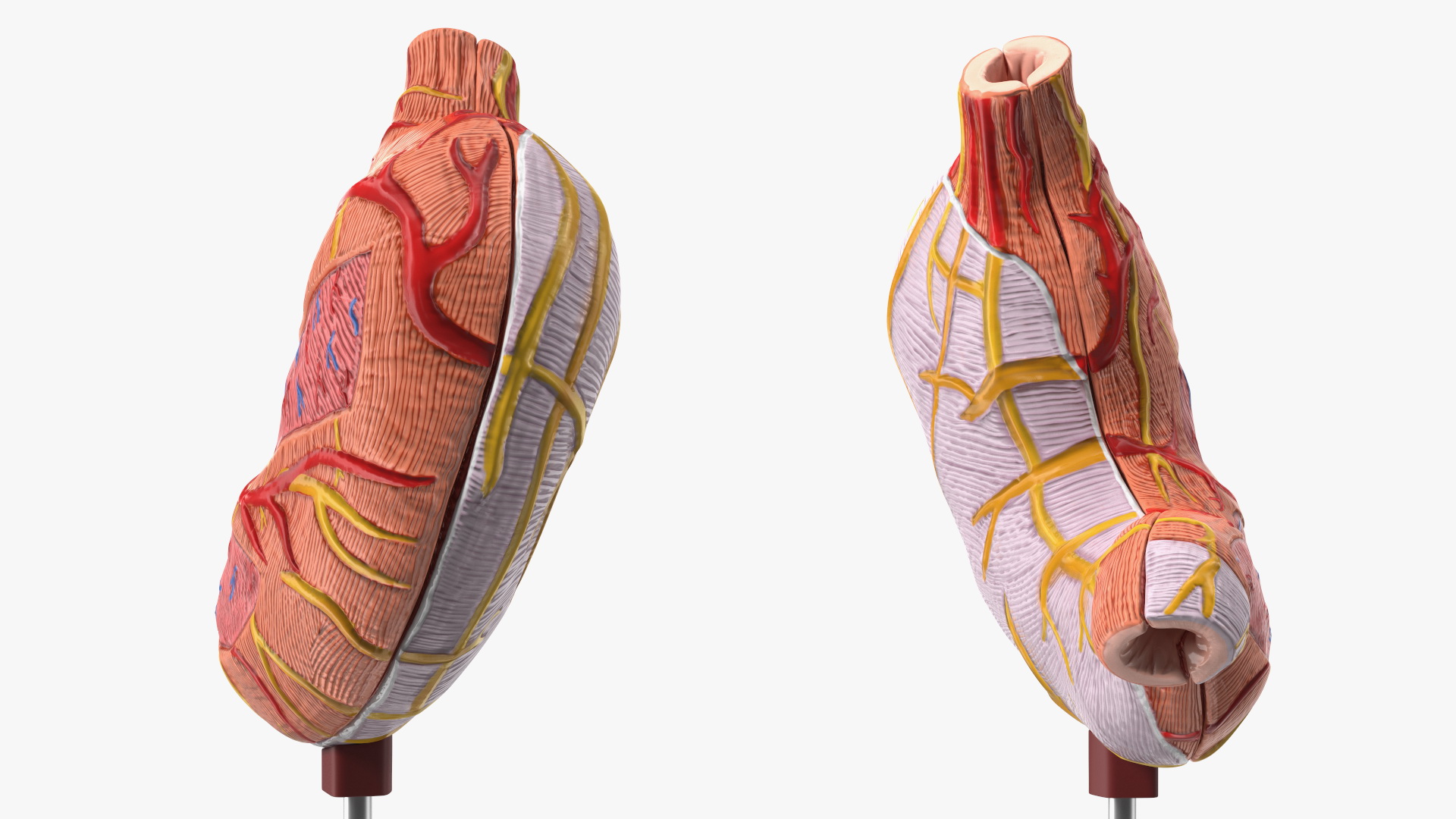 3D Stomach Medical Model