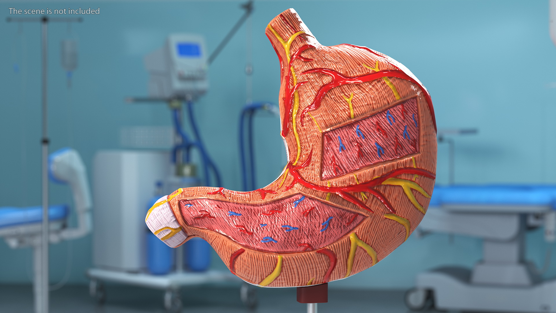 3D Stomach Medical Model