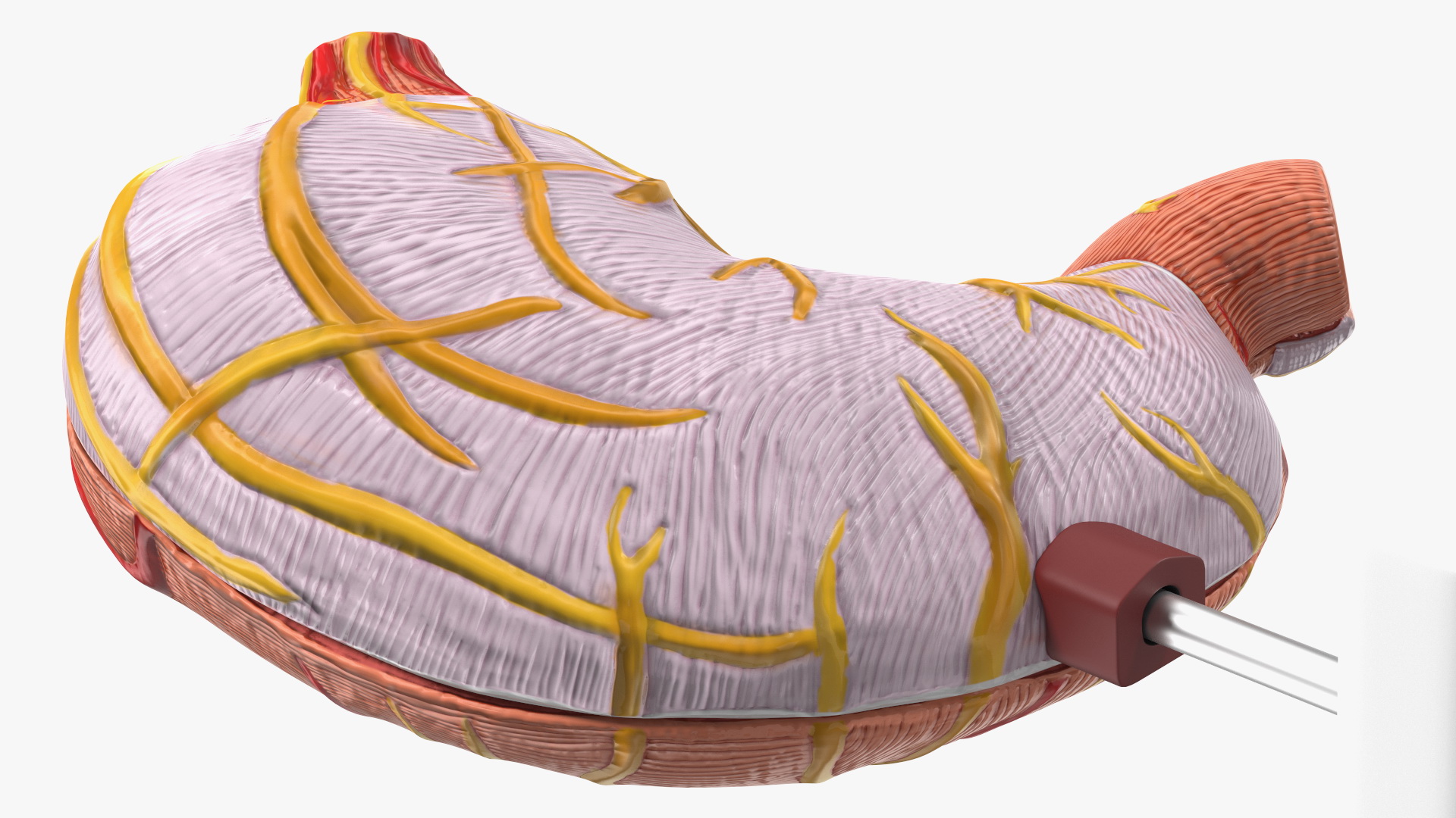 3D Stomach Medical Model