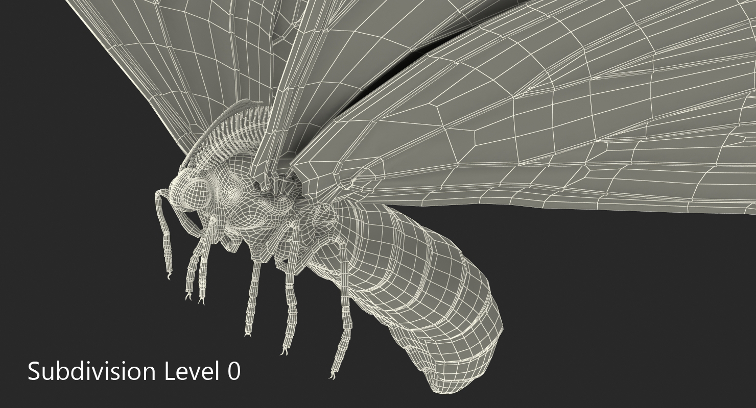Attacus Atlas Moth Flying Pose with Fur 3D model