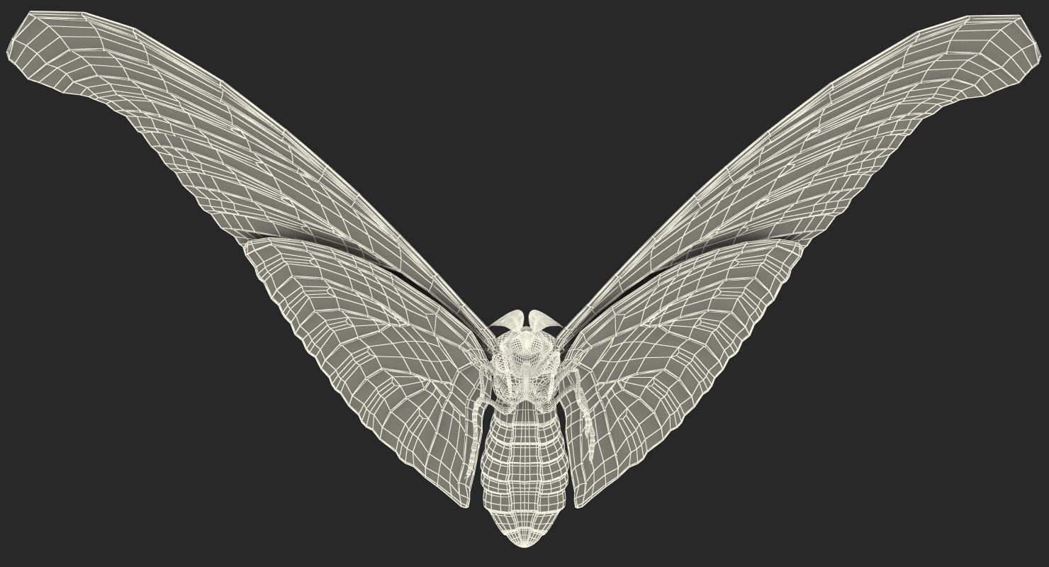 Attacus Atlas Moth Flying Pose with Fur 3D model
