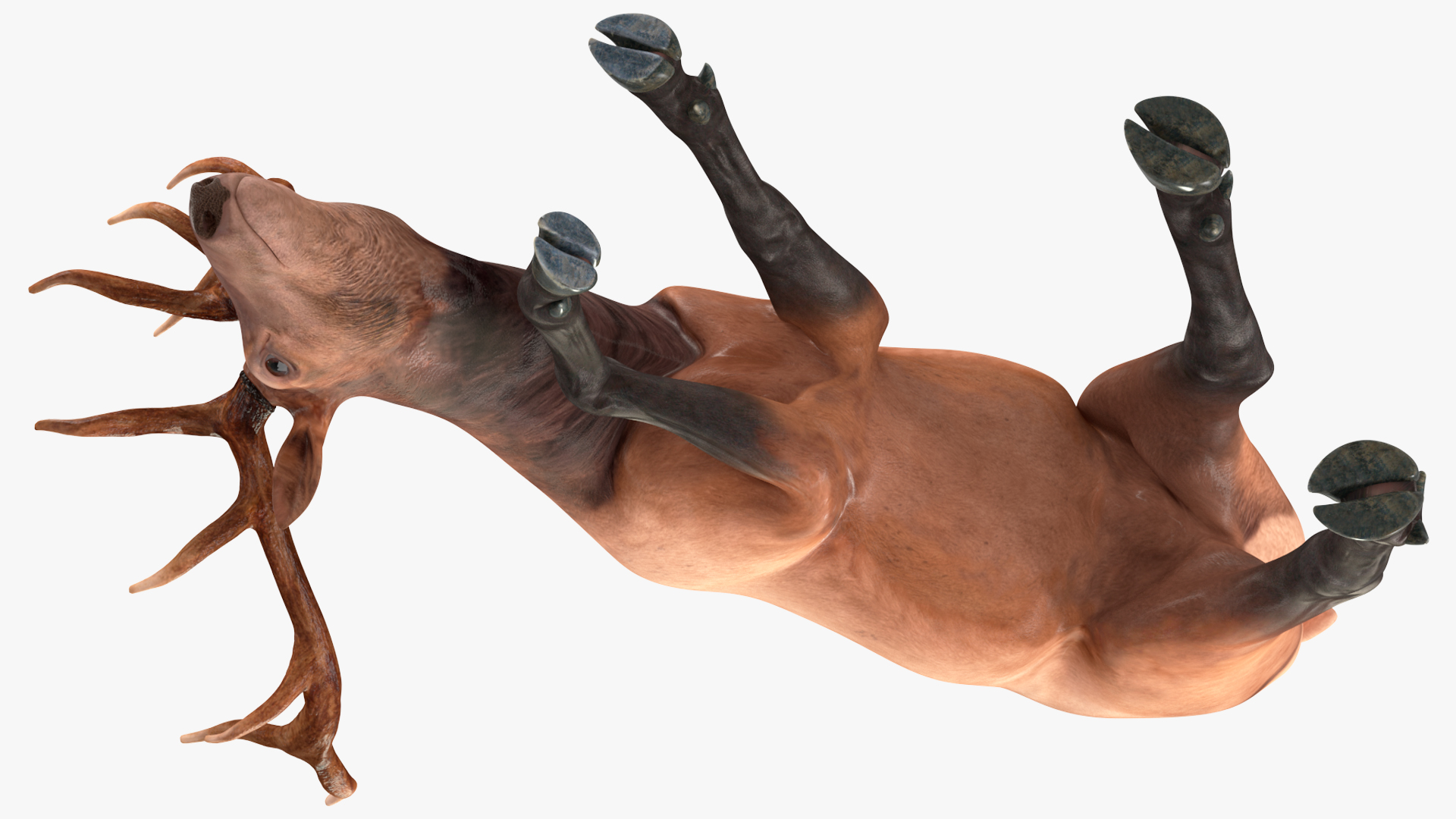Cervus Canadensis 3D