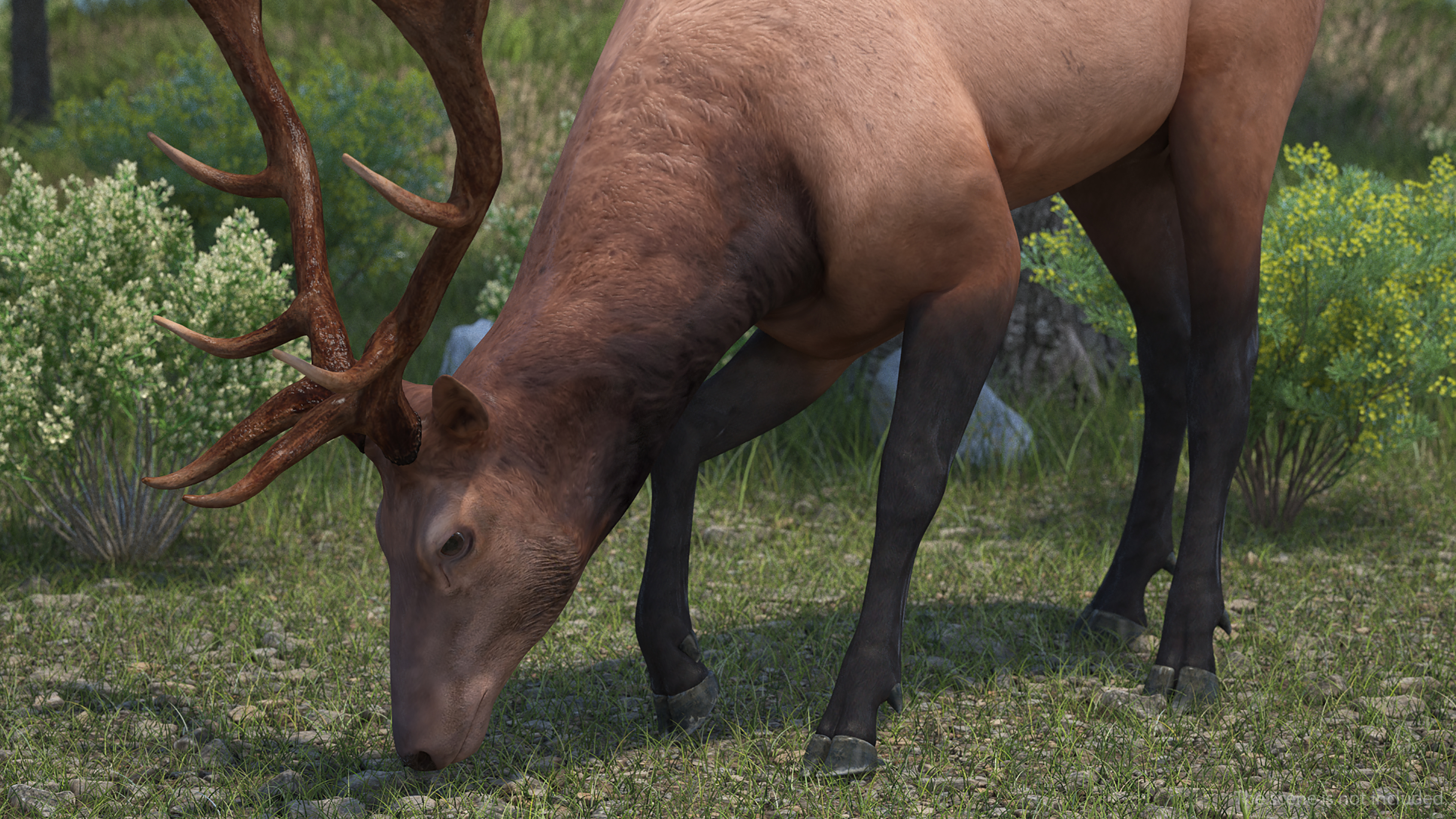 Cervus Canadensis 3D