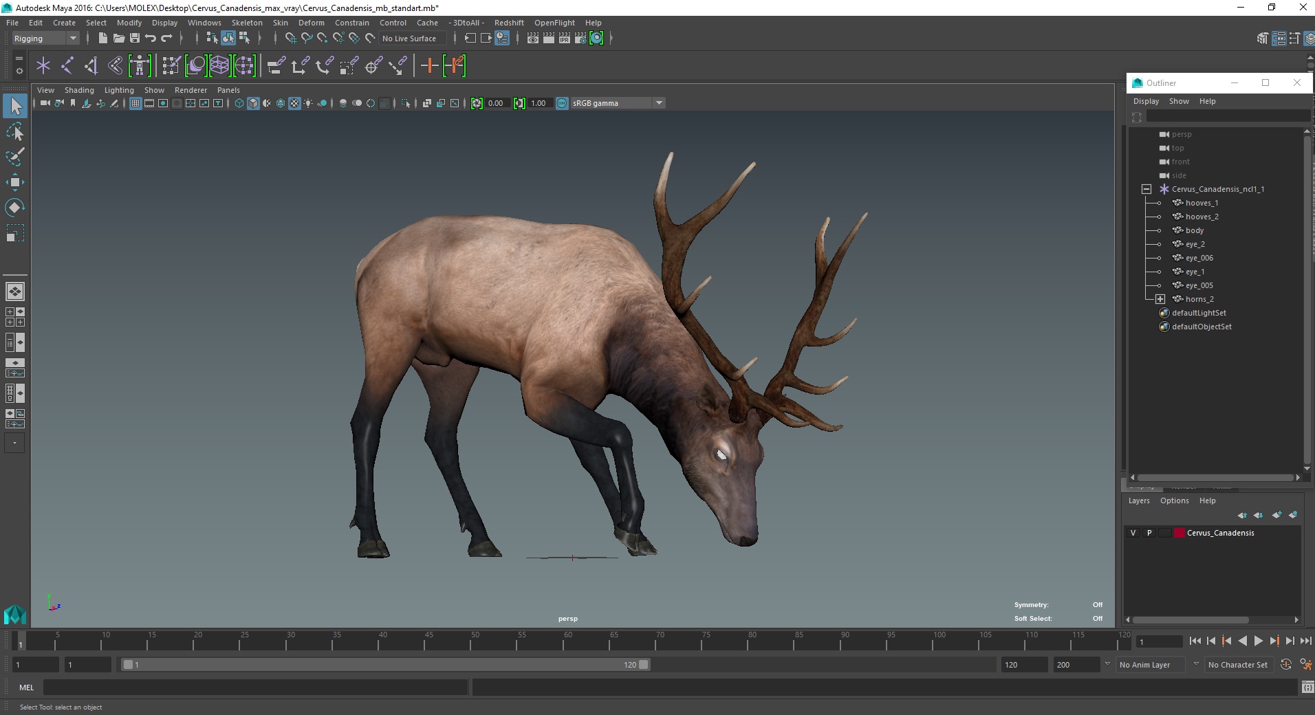 Cervus Canadensis 3D