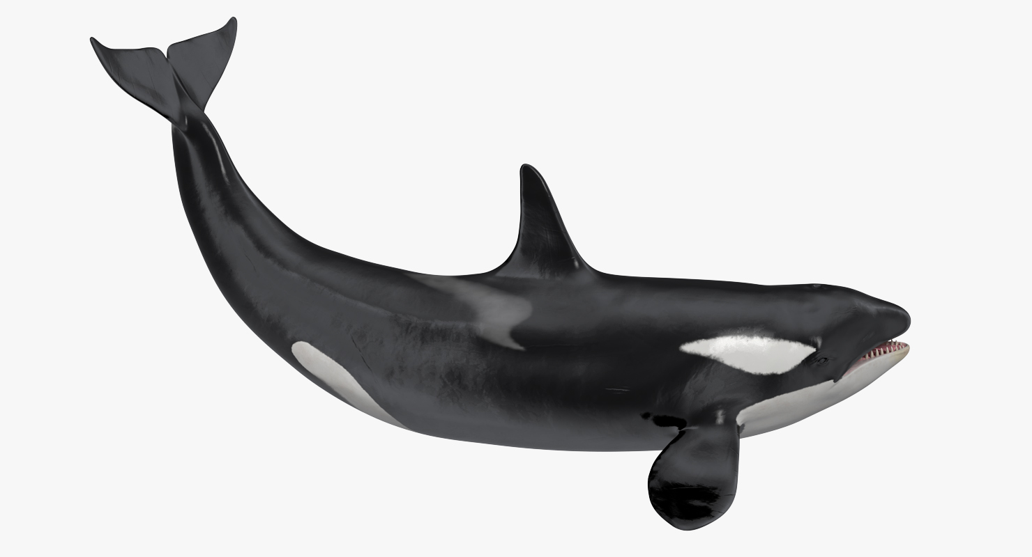 3D model Killer Whale Lies on the Floor