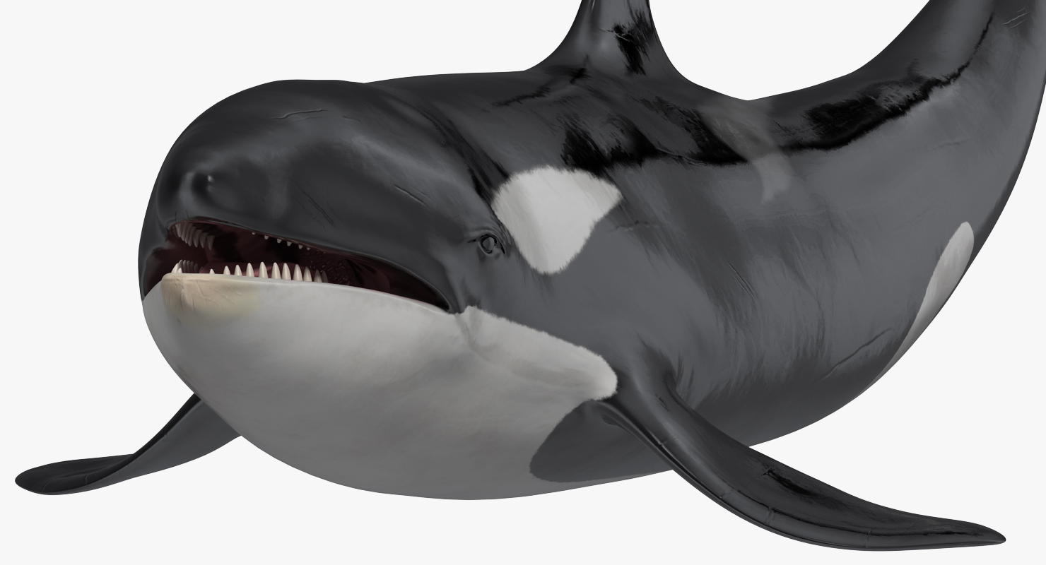 3D model Killer Whale Lies on the Floor
