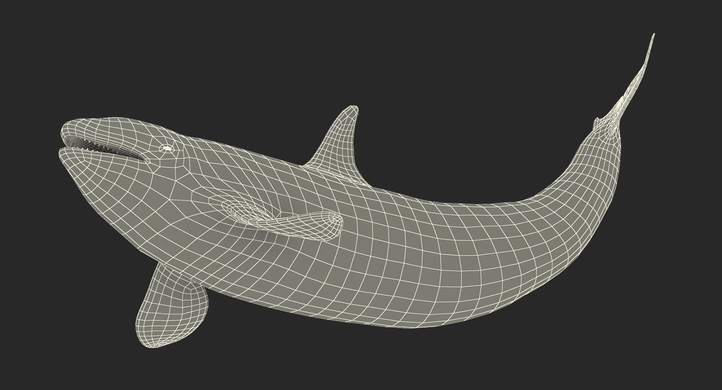 3D model Killer Whale Lies on the Floor