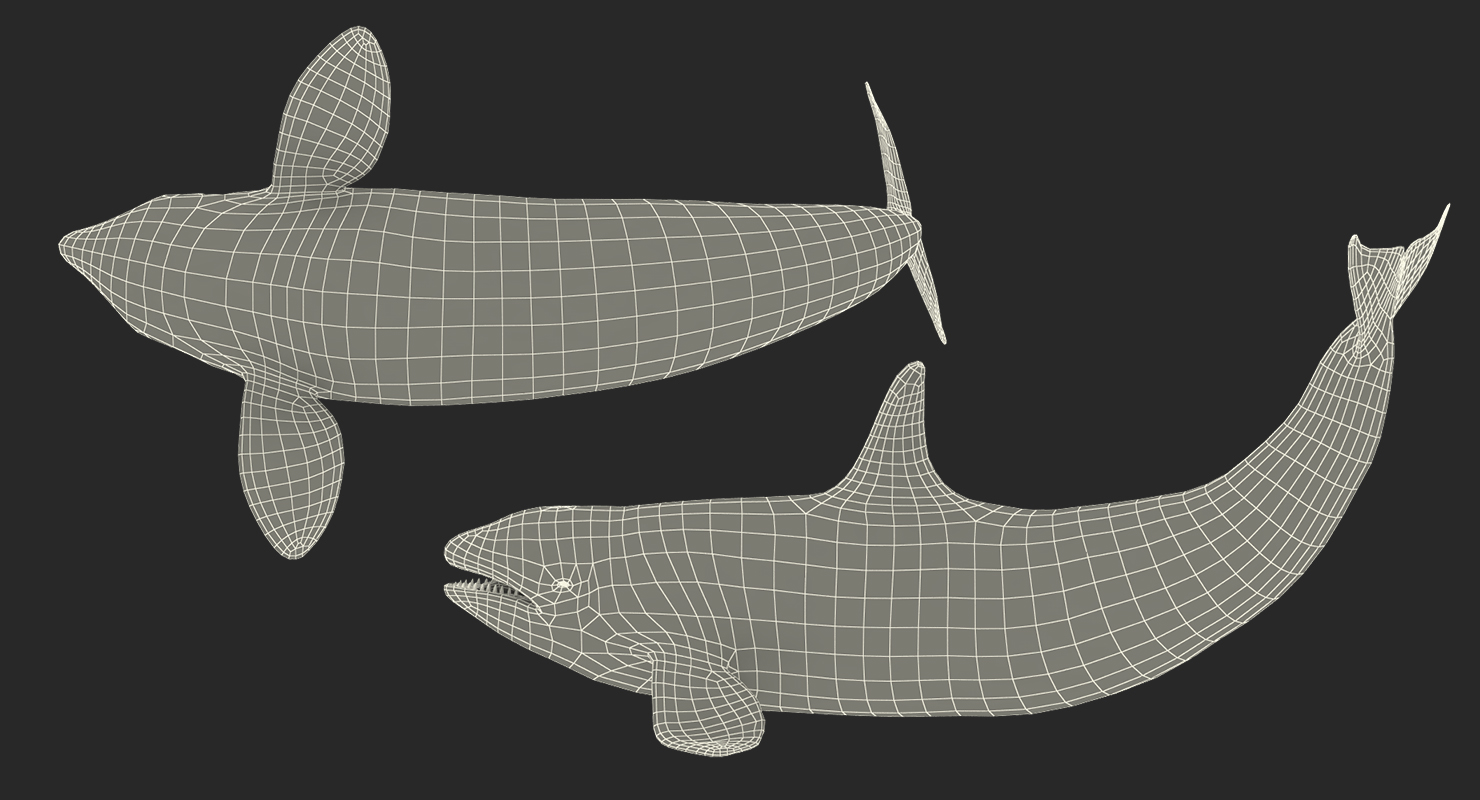 3D model Killer Whale Lies on the Floor