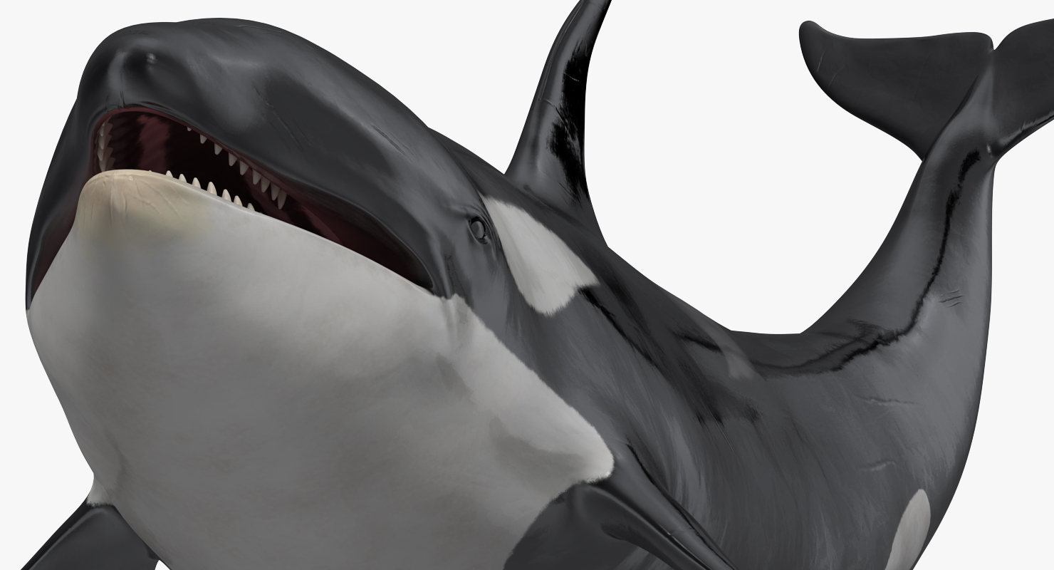 3D model Killer Whale Lies on the Floor