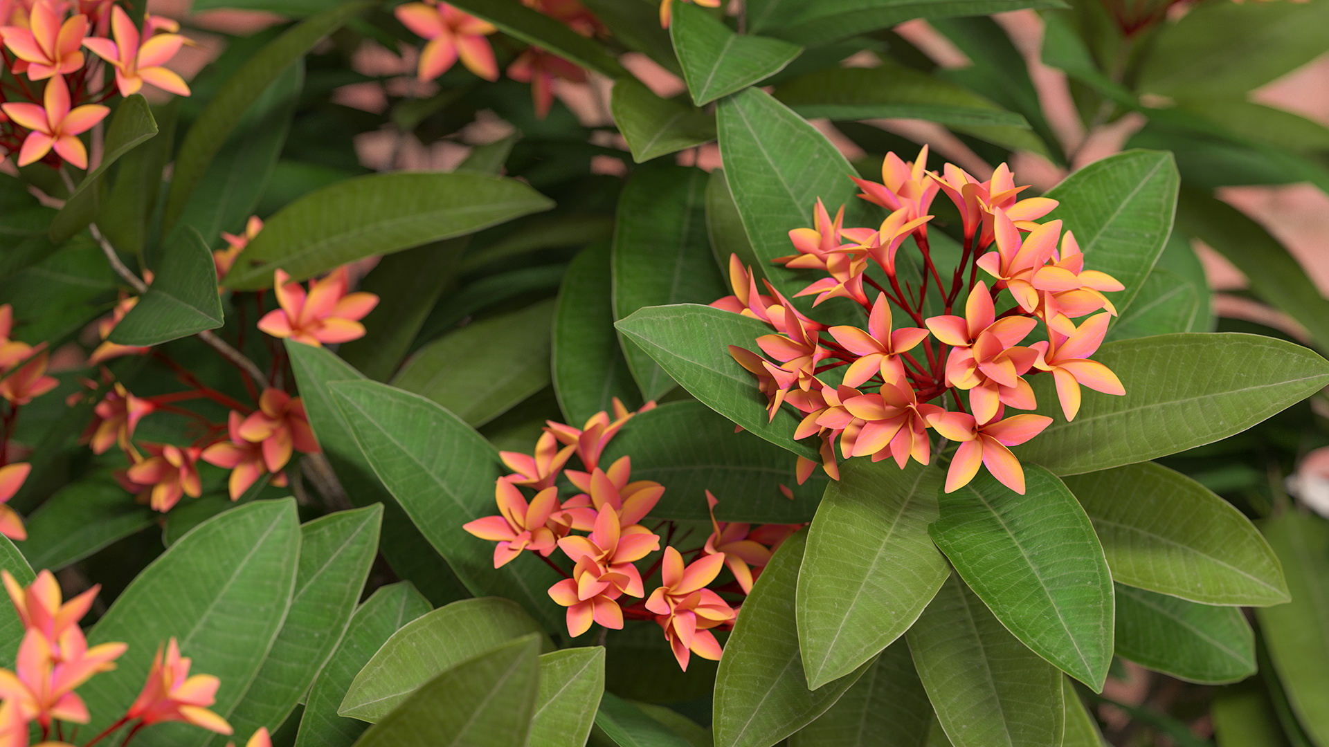 3D Flower Pot Plumeria Red model