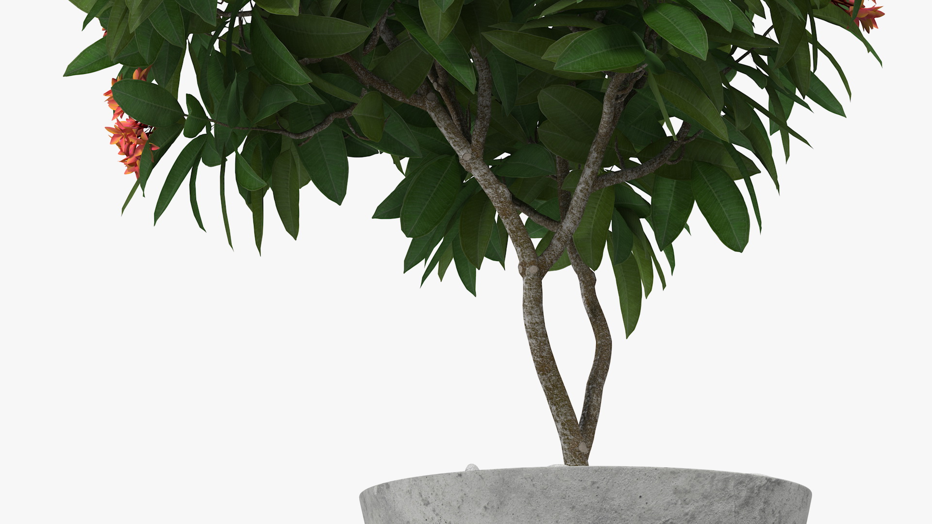 3D Flower Pot Plumeria Red model