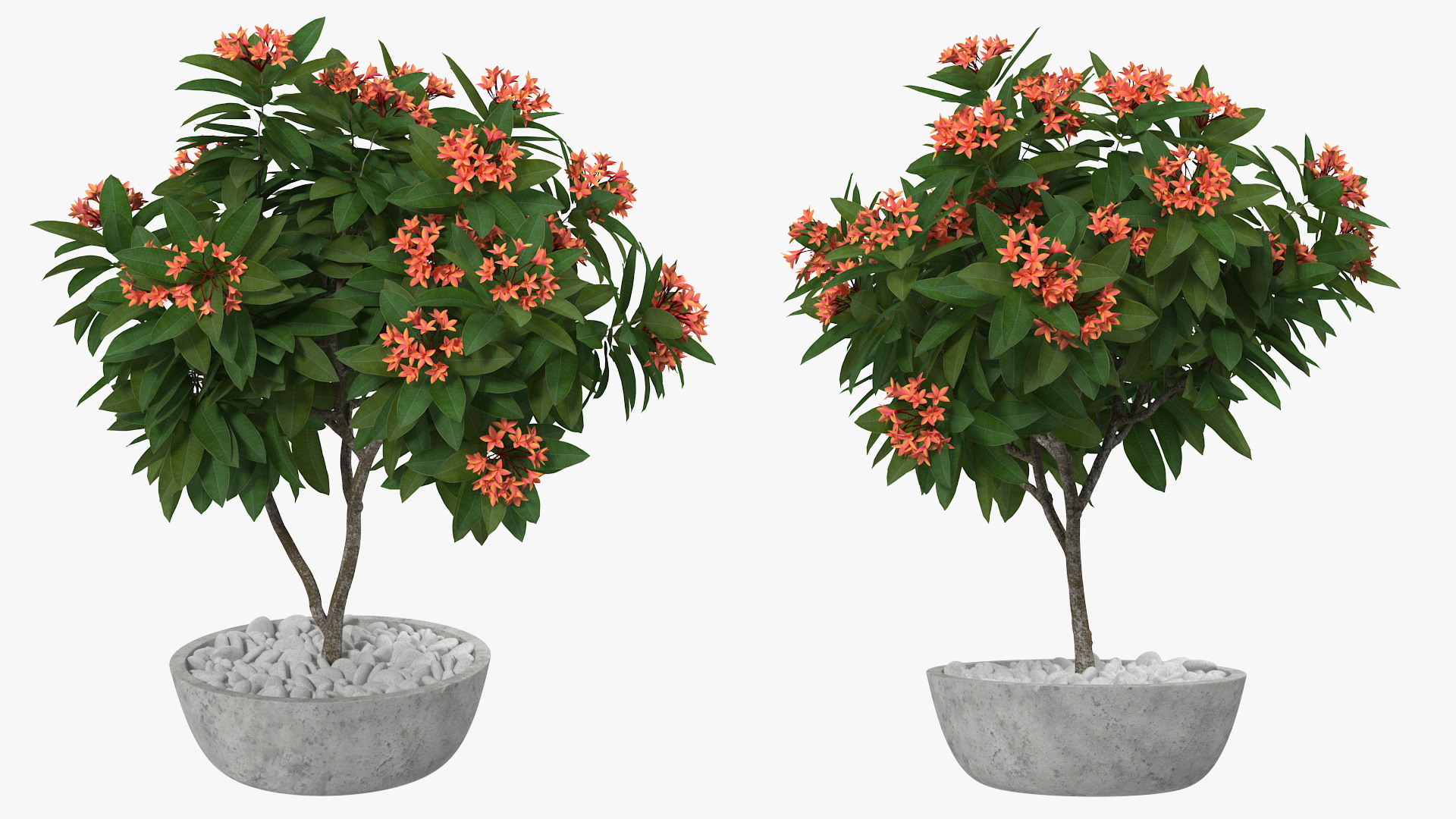3D Flower Pot Plumeria Red model