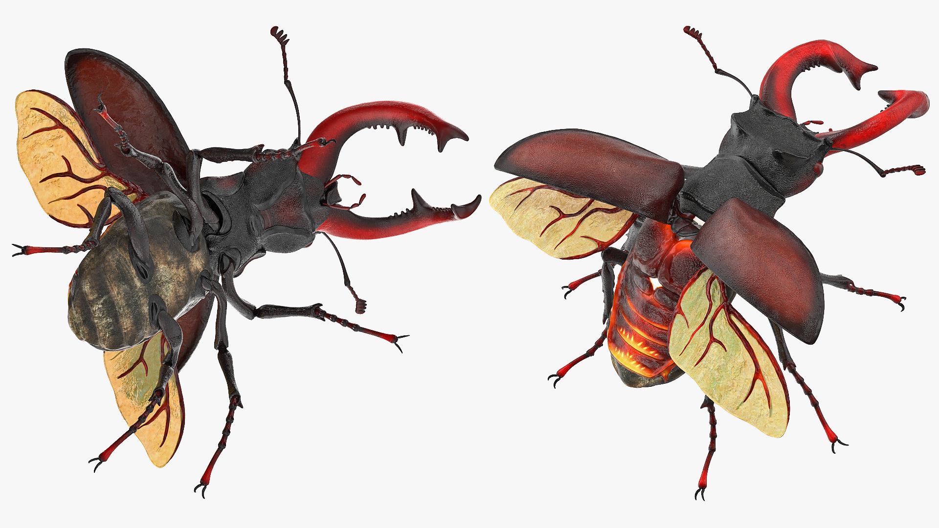 3D Lucanus Cervus Stag Beetle Rigged model