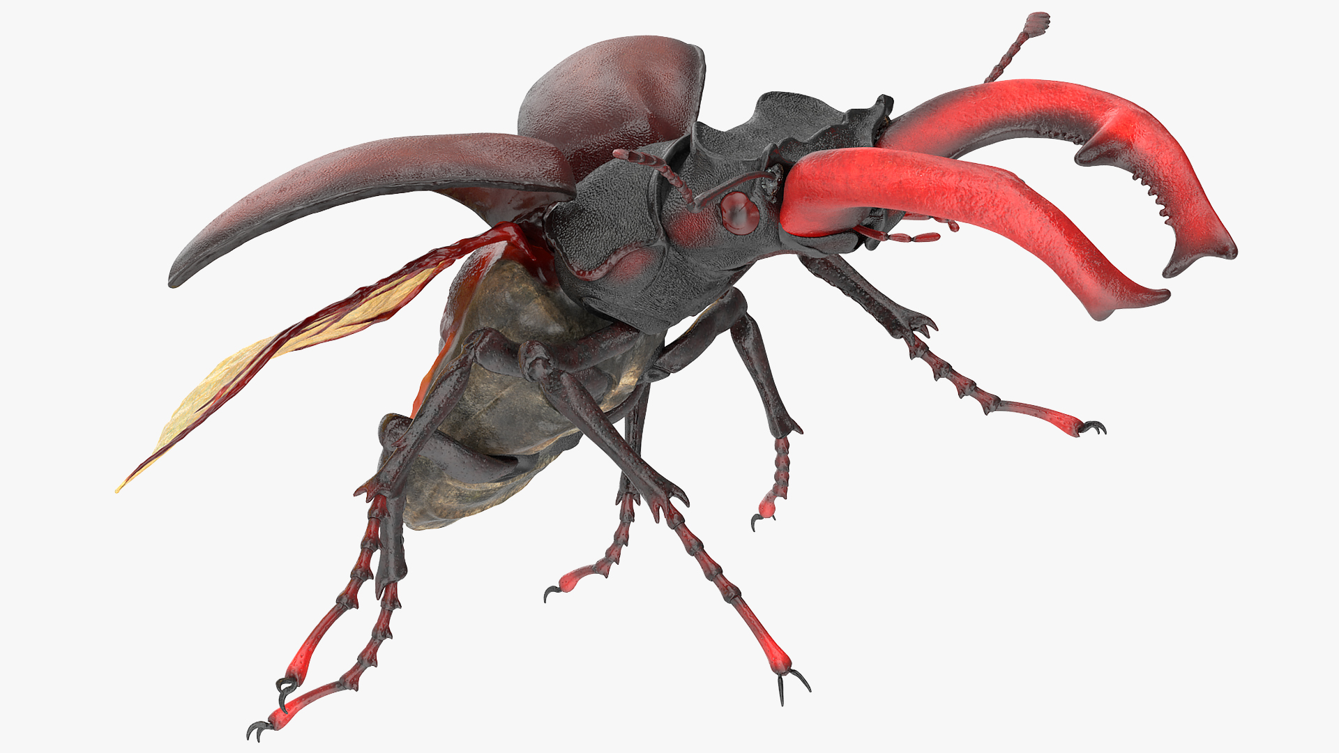3D Lucanus Cervus Stag Beetle Rigged model
