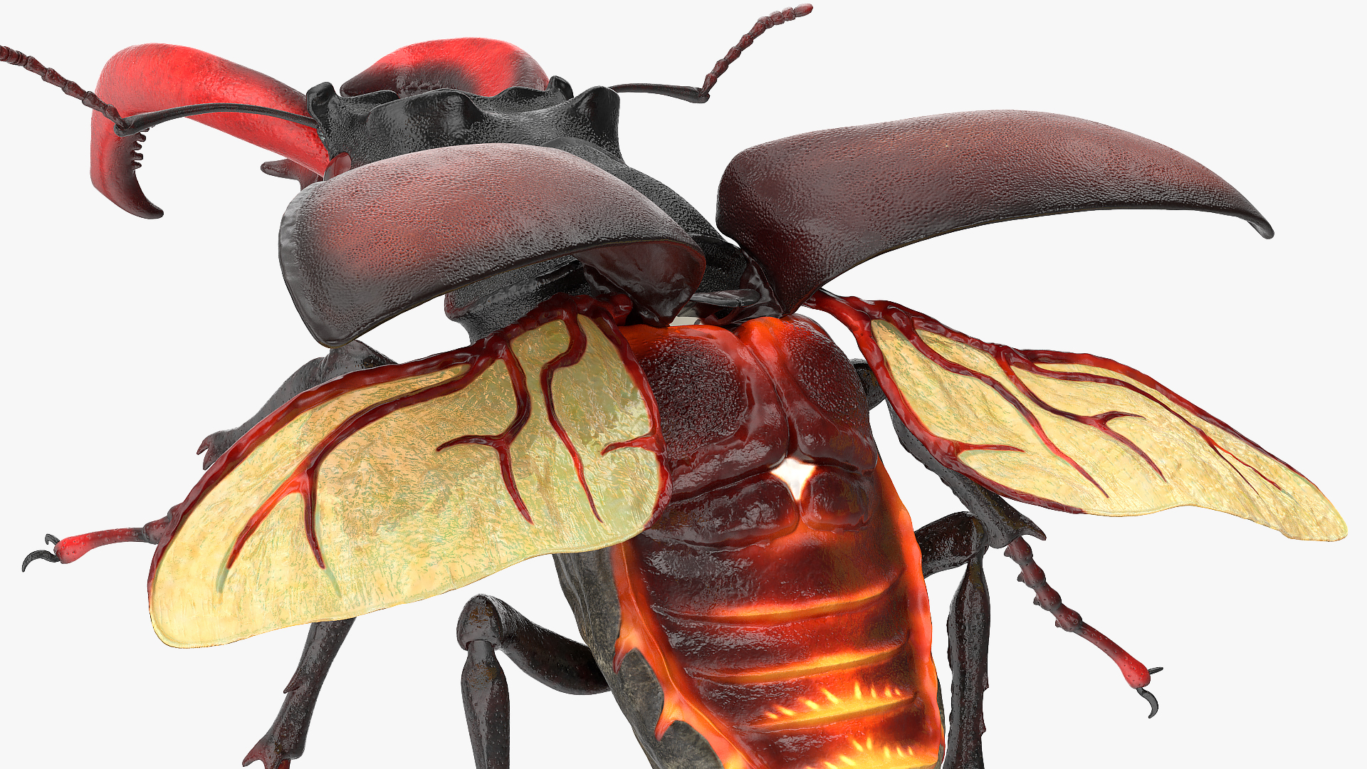 3D Lucanus Cervus Stag Beetle Rigged model