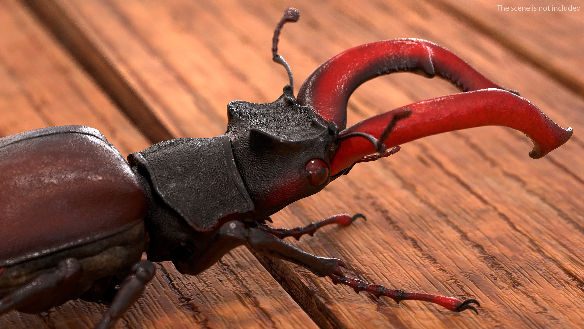 3D Lucanus Cervus Stag Beetle Rigged model