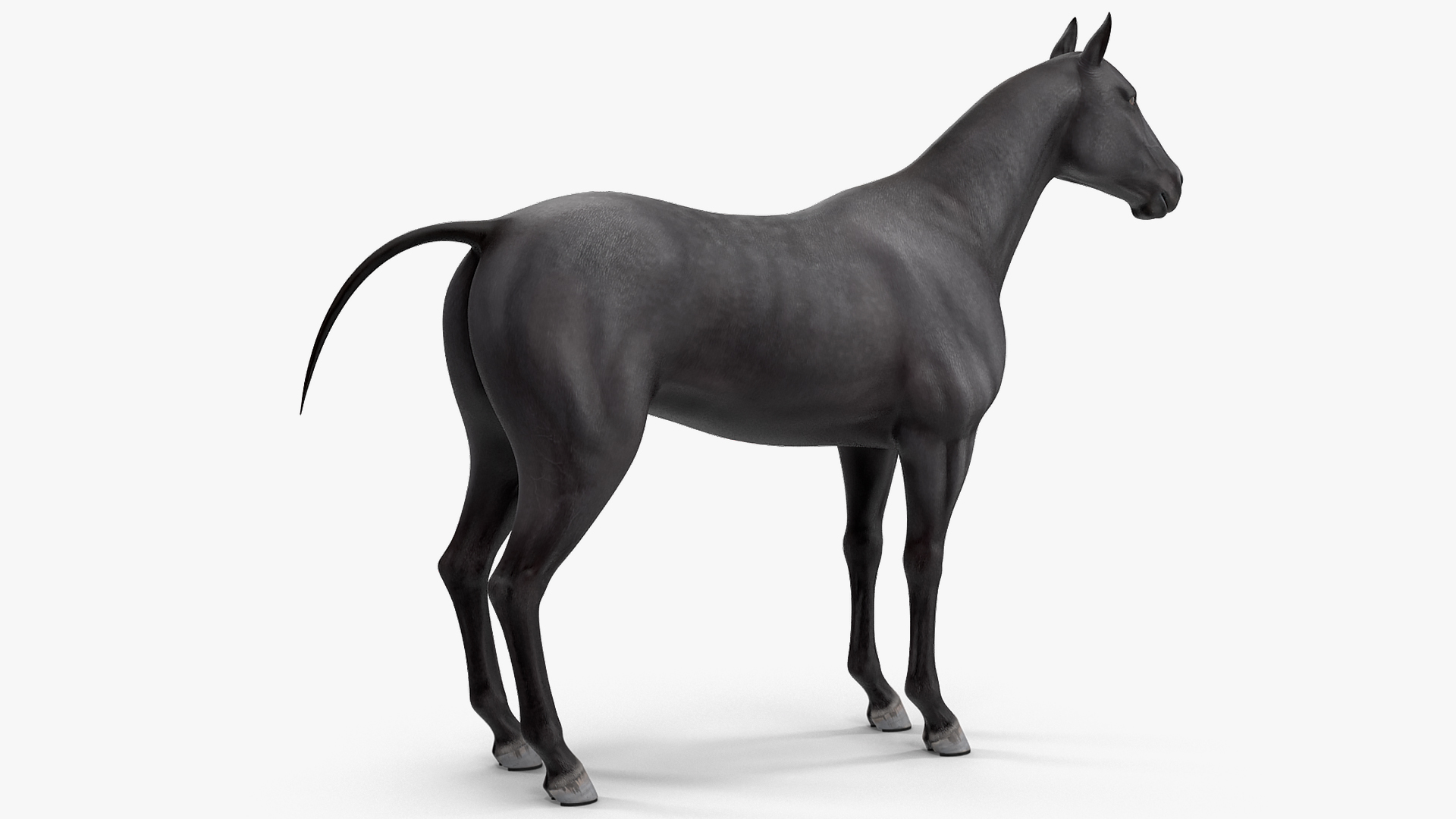 3D Horse Black