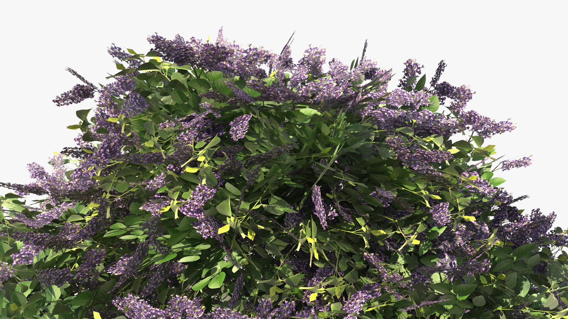 Low Poly Garden Lilac Shrub Set Purple Green, view 7