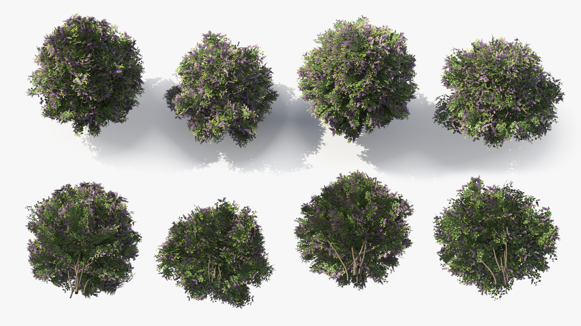 Low Poly Garden Lilac Shrub Set Purple Green, view 8