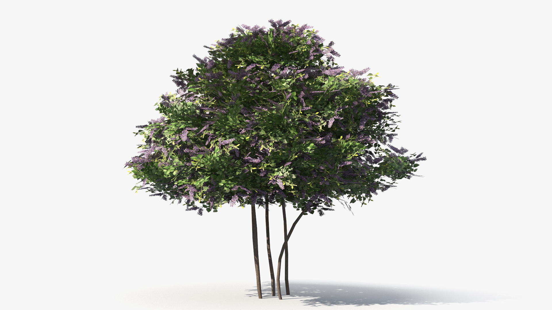 Low Poly Garden Lilac Shrub Set Purple Green, view 4