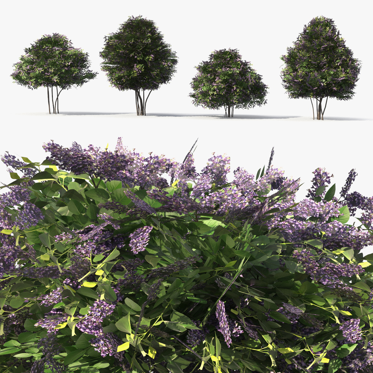 Low Poly Garden Lilac Shrub Set Purple Green