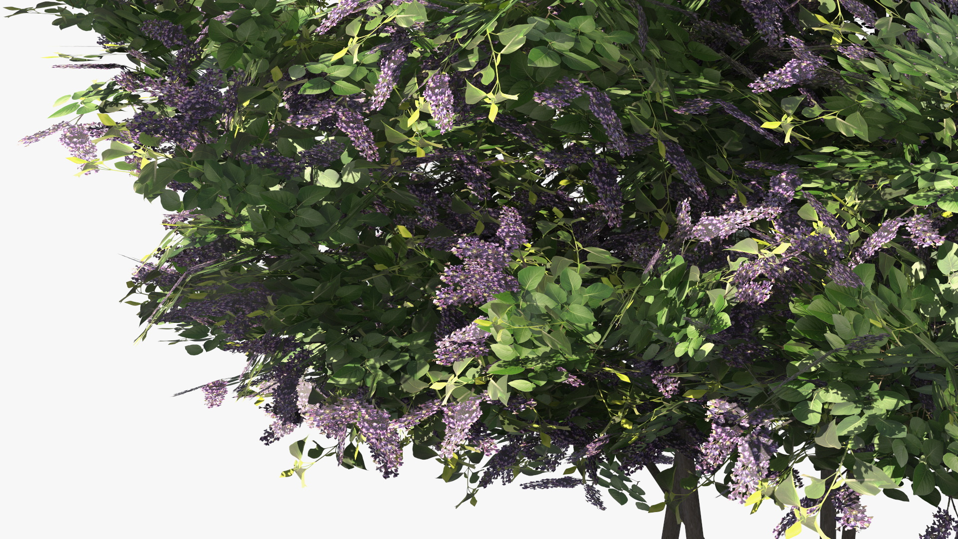 Low Poly Garden Lilac Shrub Set Purple Green, view 6