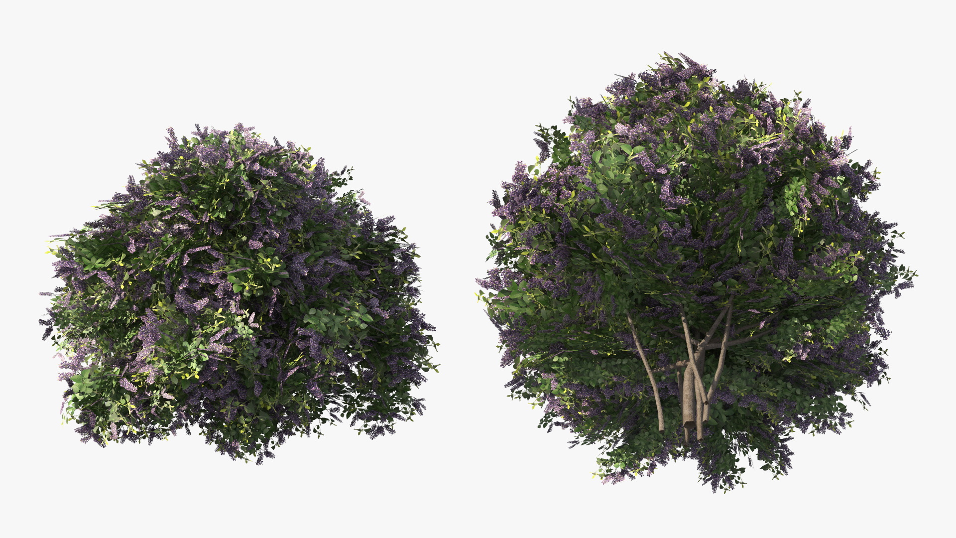 Low Poly Garden Lilac Shrub Set Purple Green, view 9