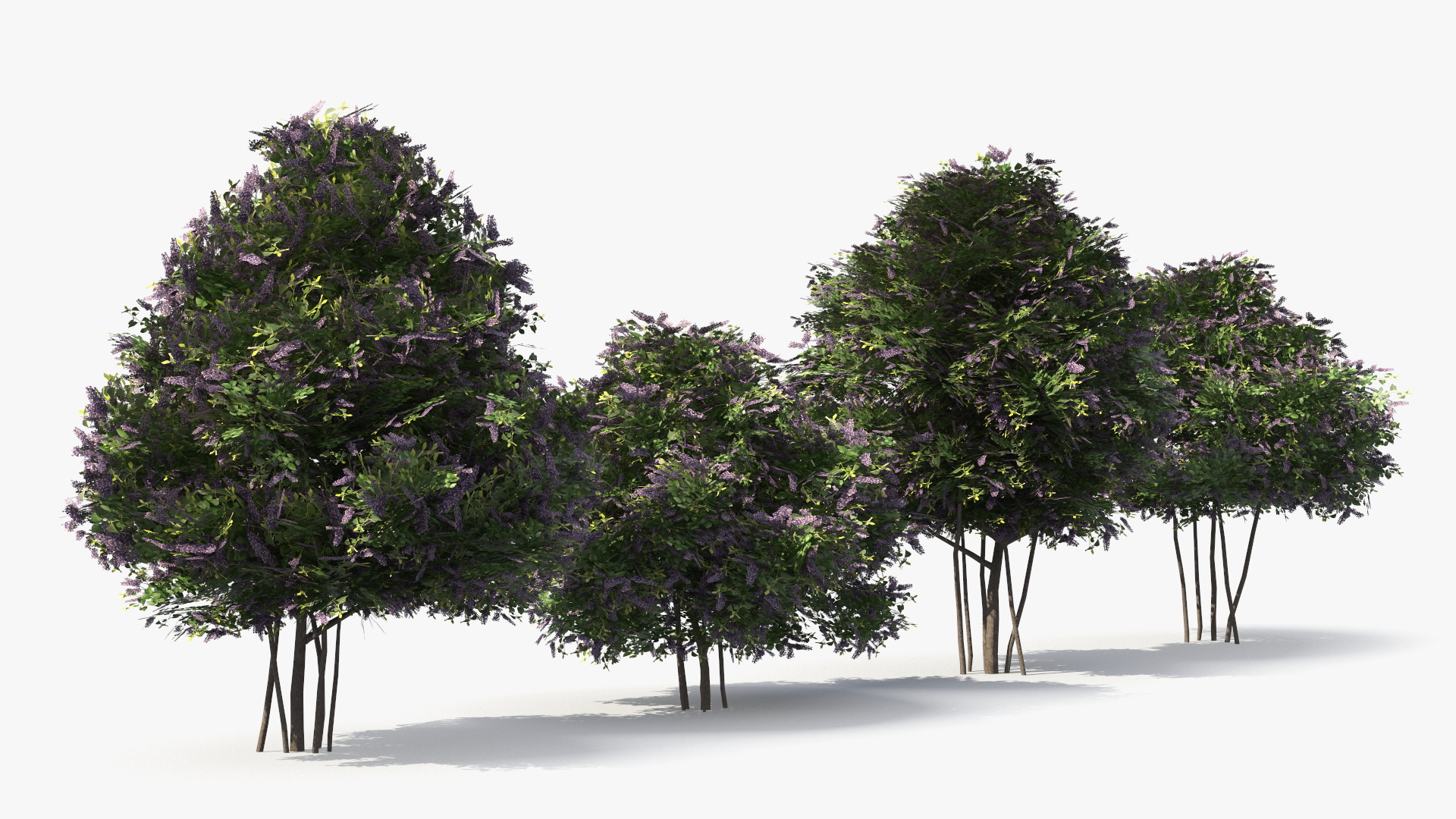 Low Poly Garden Lilac Shrub Set Purple Green, view 3
