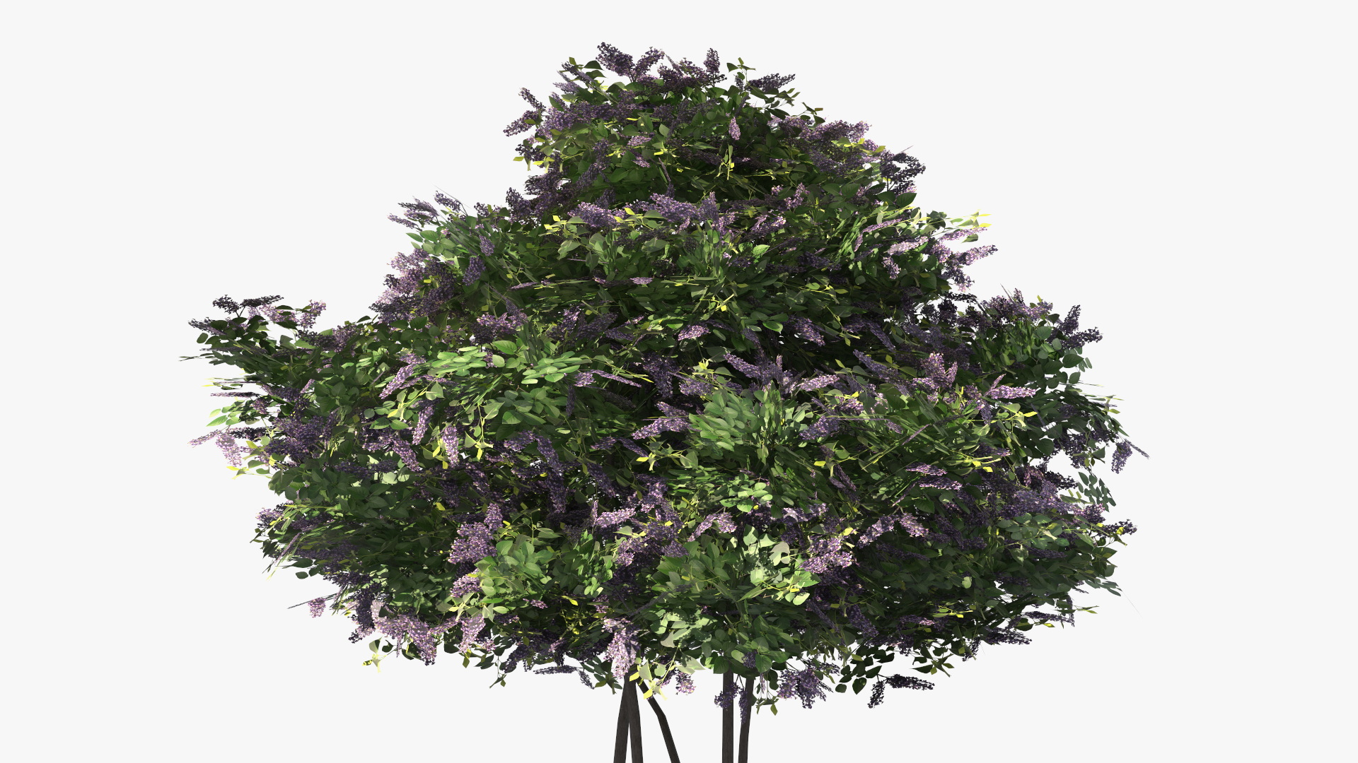 Low Poly Garden Lilac Shrub Set Purple Green, view 5