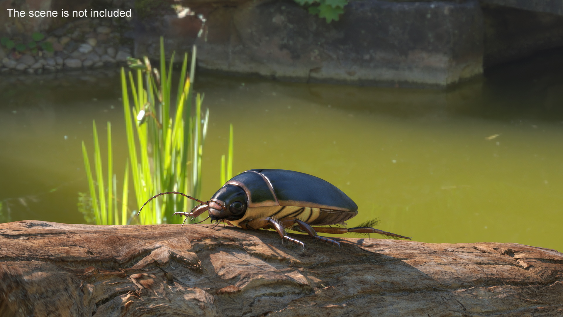 Squeak Beetle Black Realistic 3D model