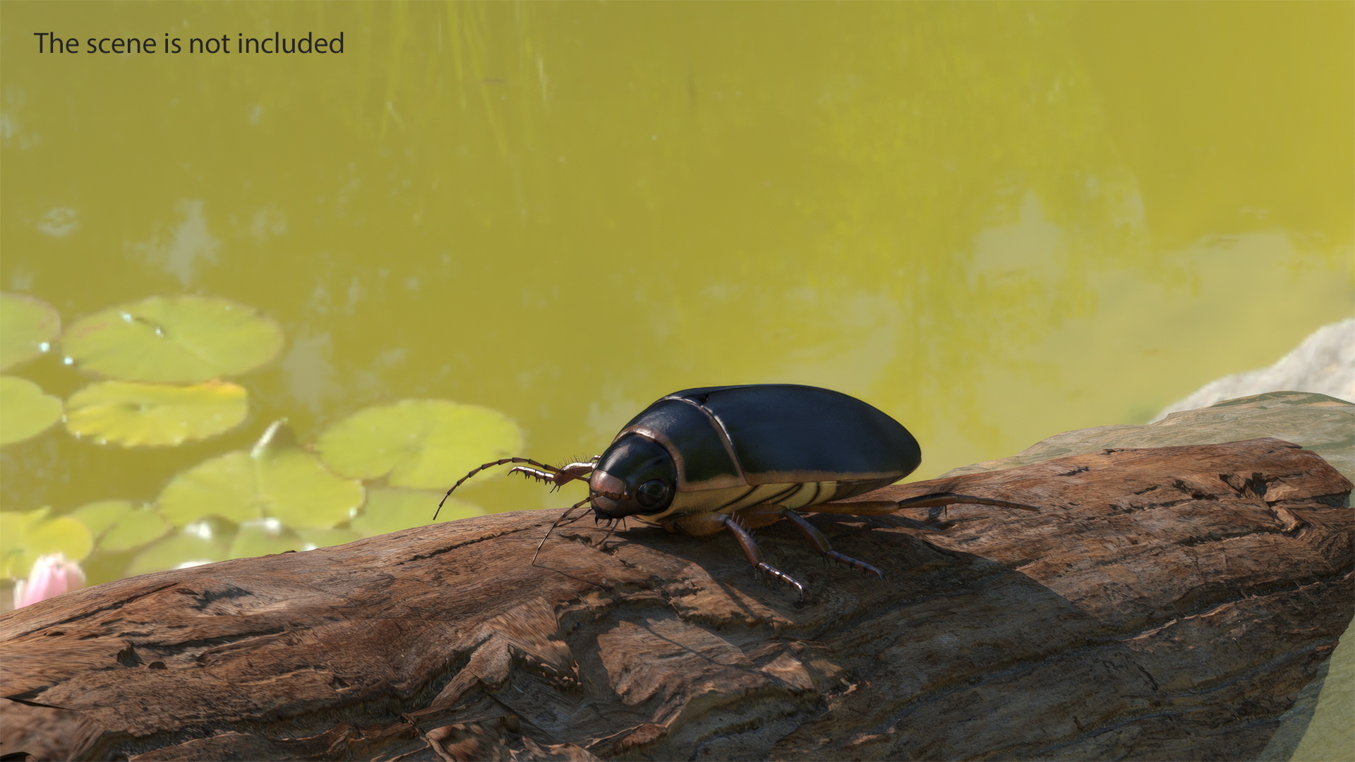 Squeak Beetle Black Realistic 3D model