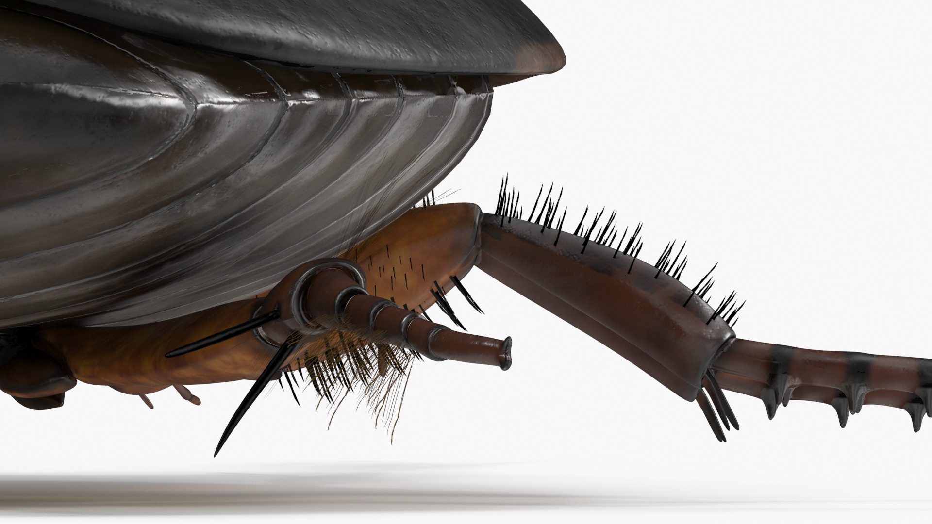 Squeak Beetle Black Realistic 3D model