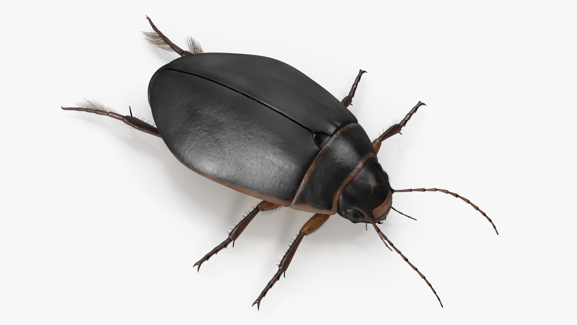 Squeak Beetle Black Realistic 3D model