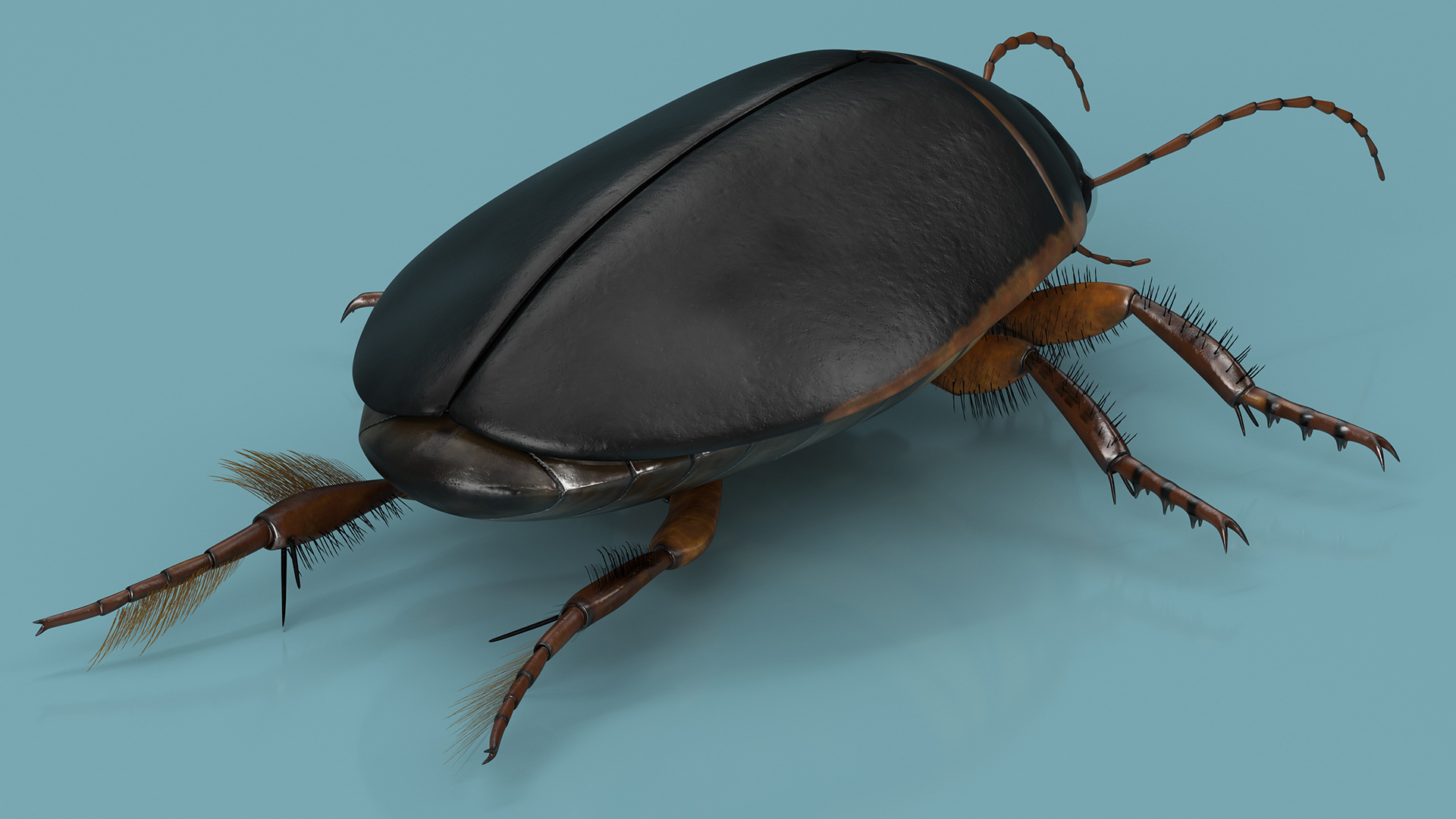 Squeak Beetle Black Realistic 3D model