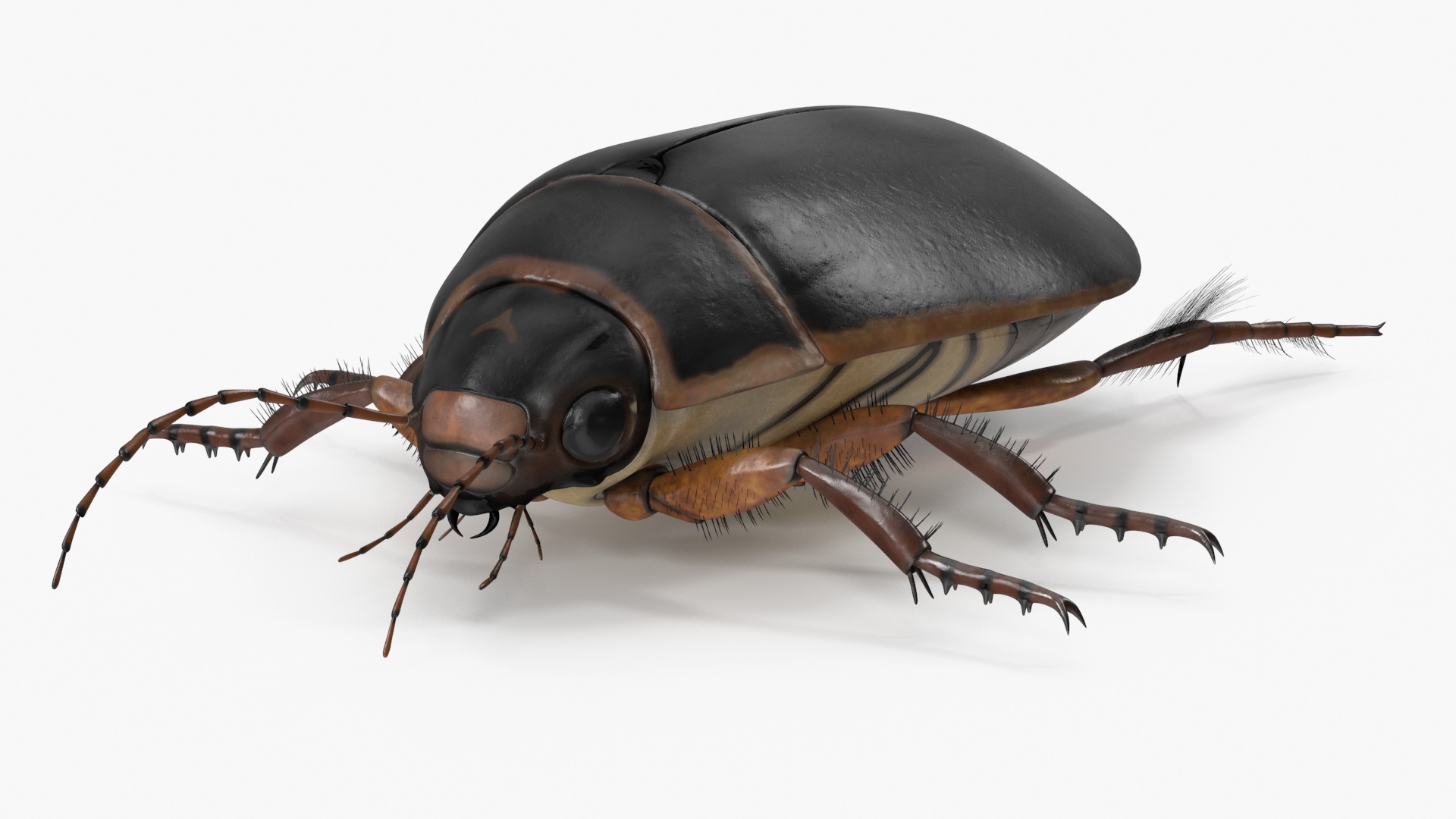Squeak Beetle Black Realistic 3D model