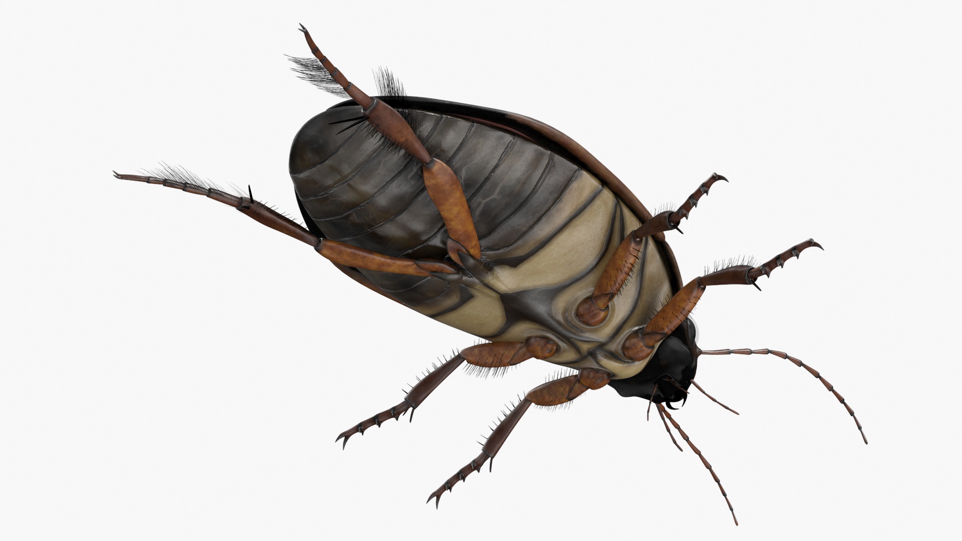 Squeak Beetle Black Realistic 3D model