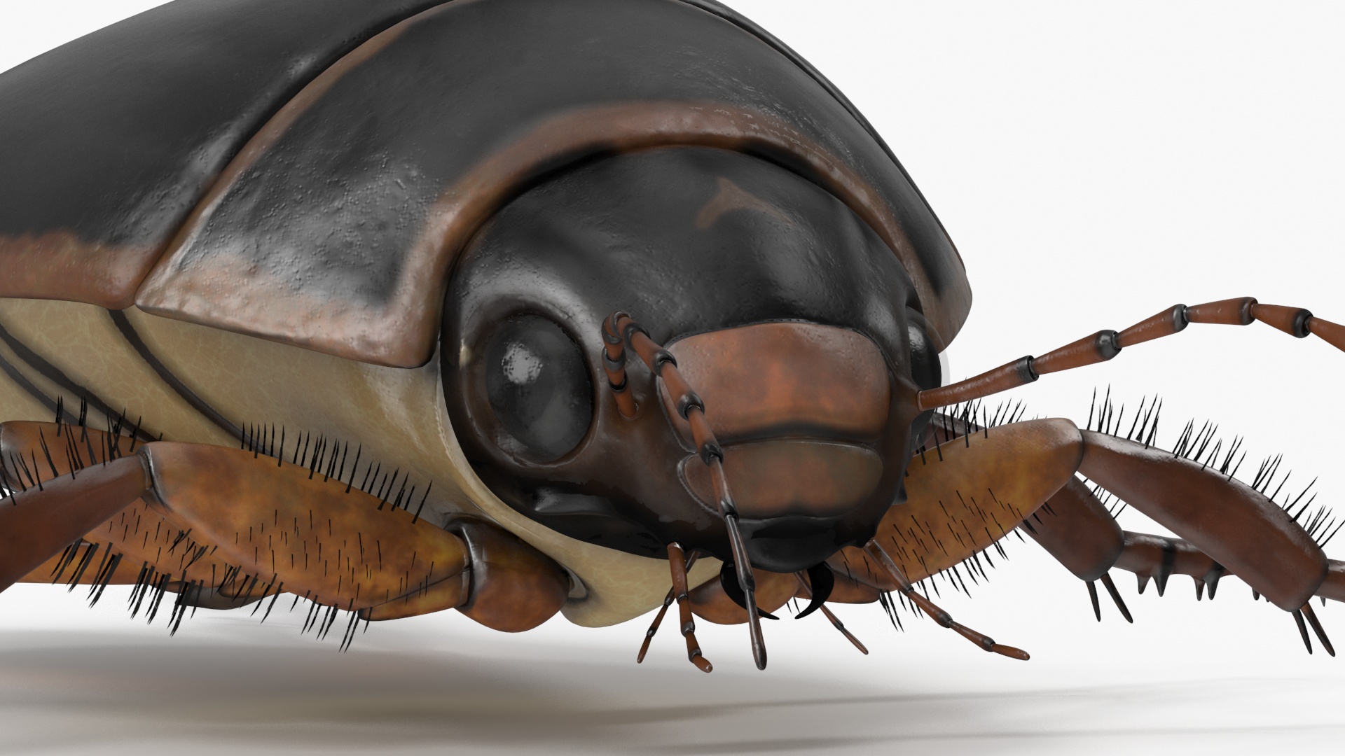 Squeak Beetle Black Realistic 3D model