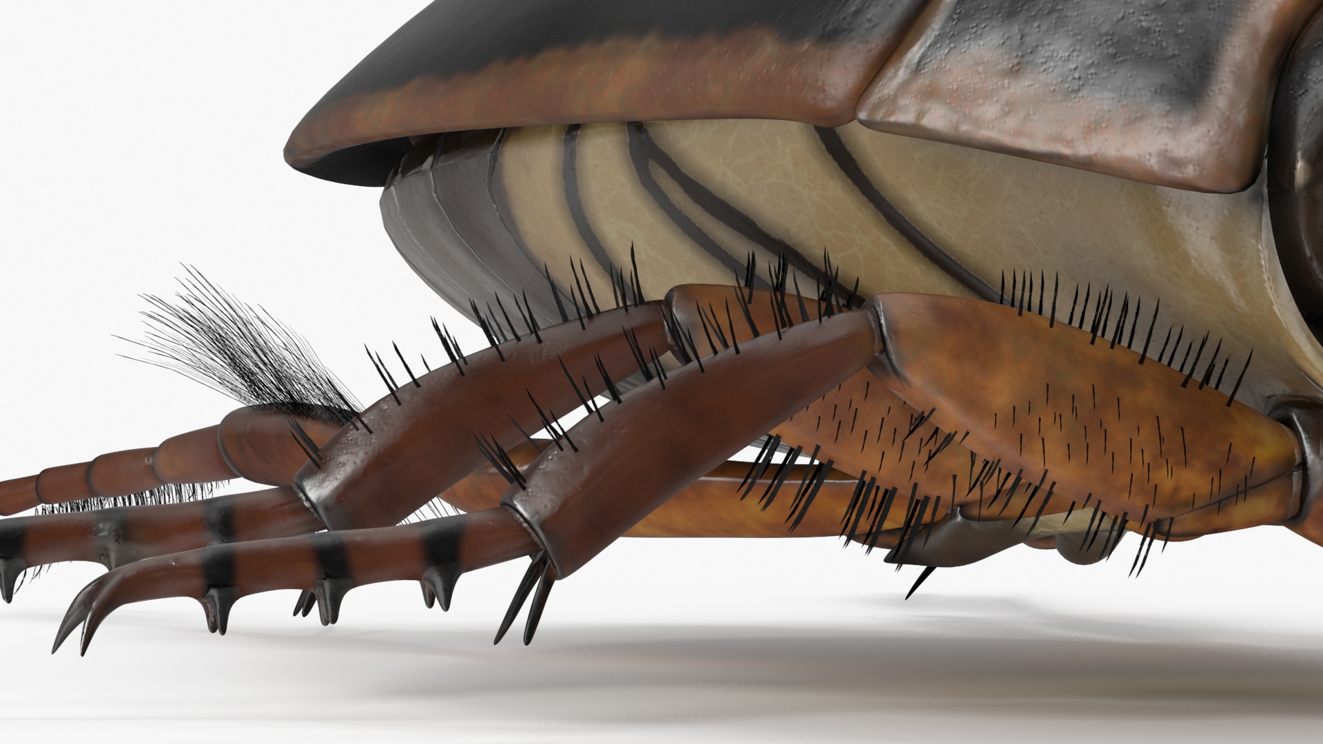 Squeak Beetle Black Realistic 3D model