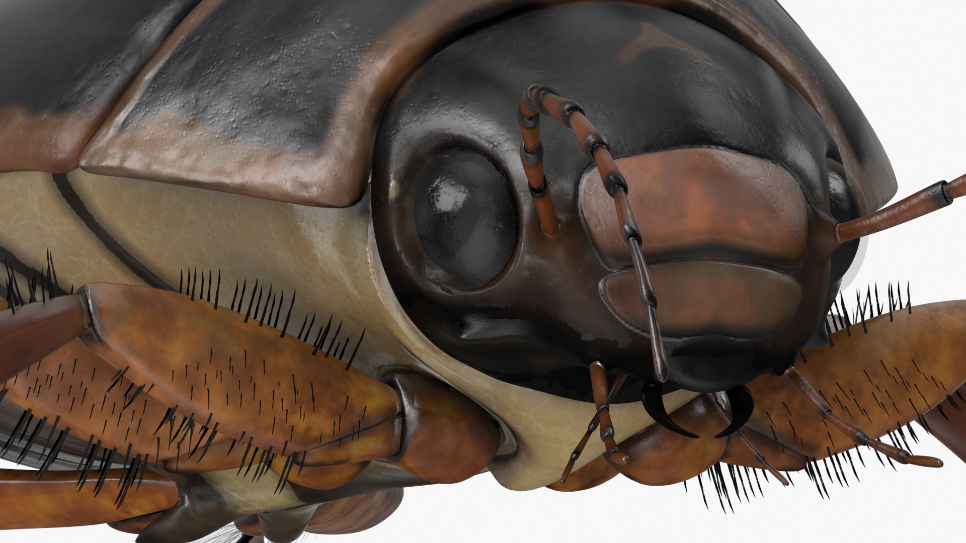 Squeak Beetle Black Realistic 3D model