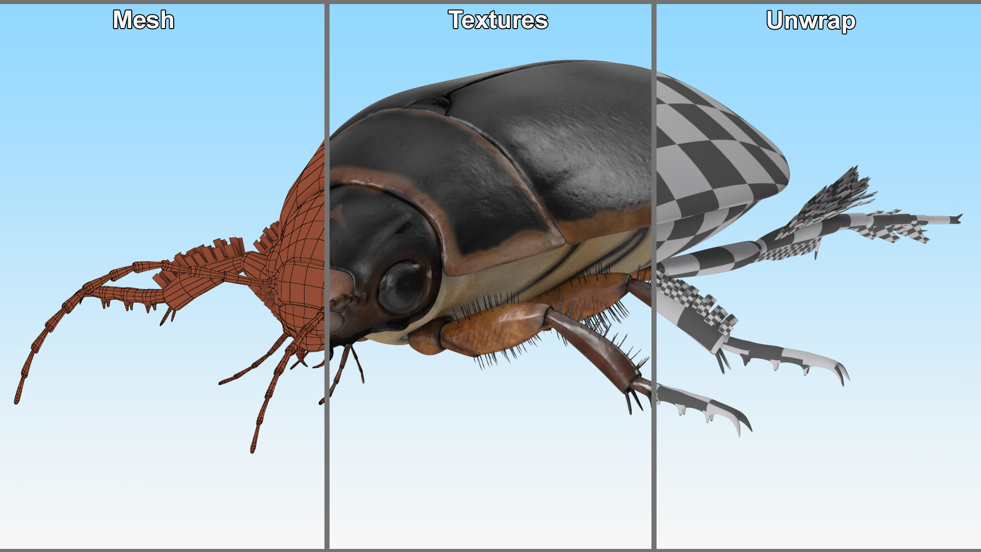 Squeak Beetle Black Realistic 3D model