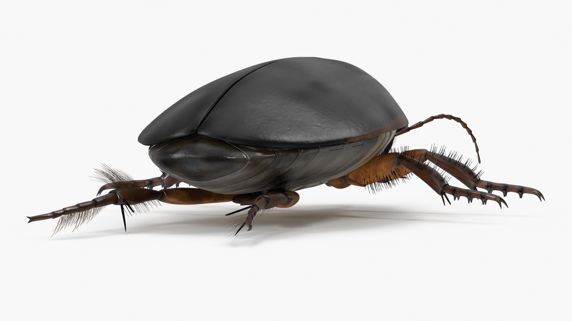Squeak Beetle Black Realistic 3D model