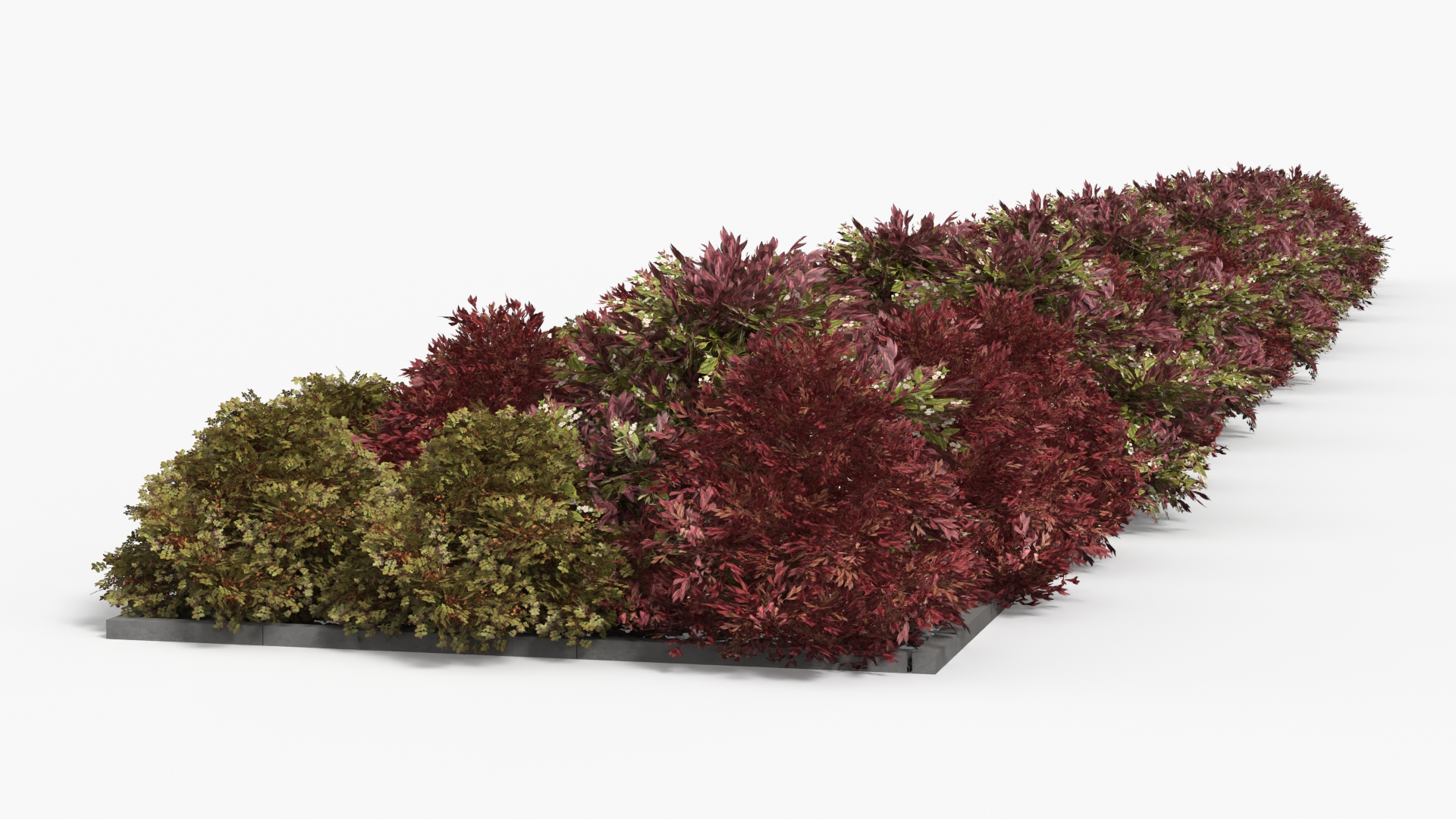 Low Poly Ornamental Shrubs Border Planting Multicolor - view 4