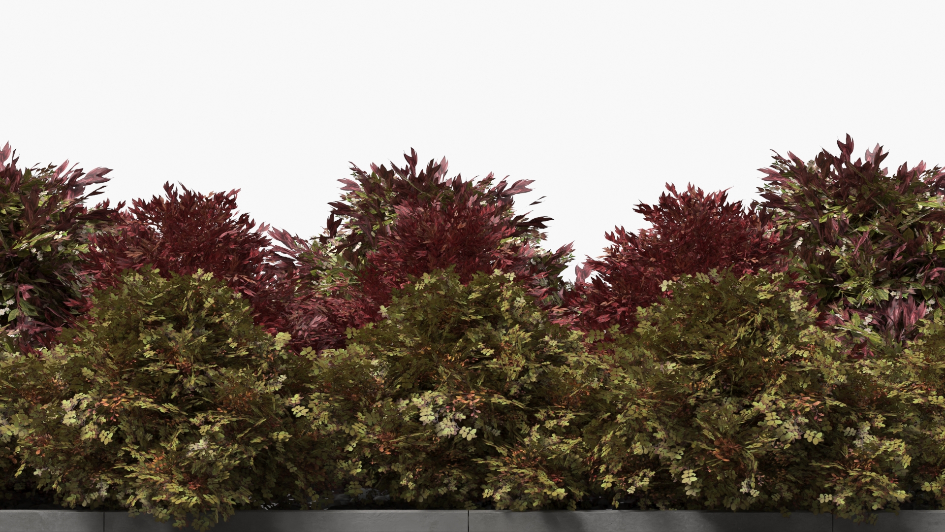 Low Poly Ornamental Shrubs Border Planting Multicolor - view 5