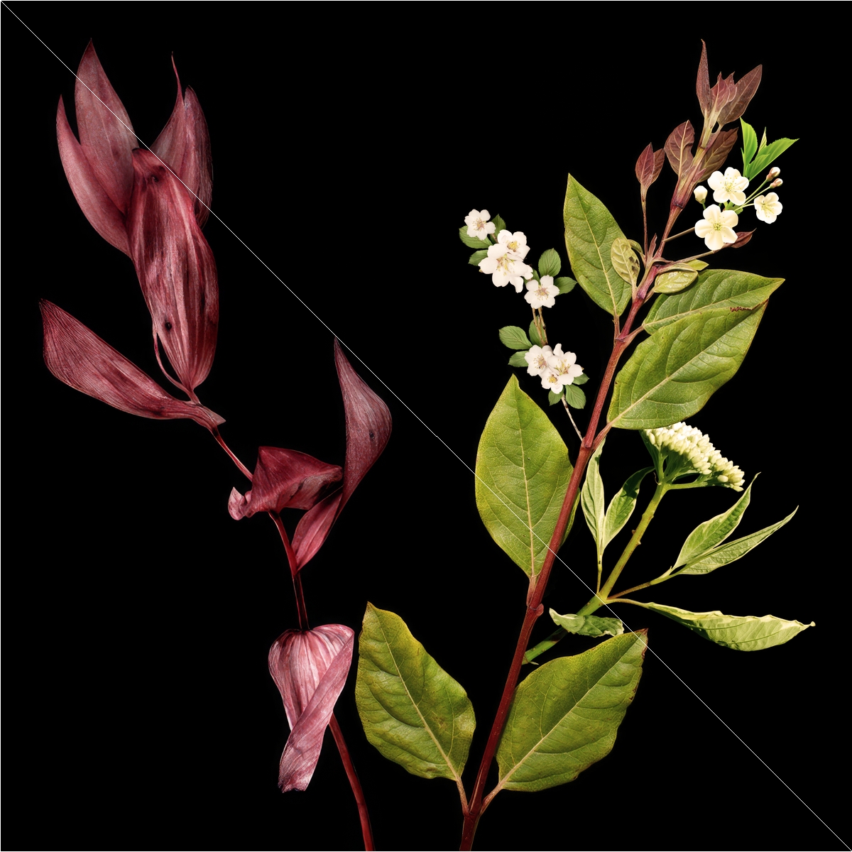 Low Poly Ornamental Shrubs Border Planting Multicolor - view 9