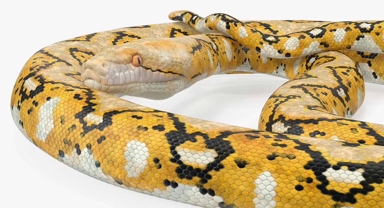 3D Yellow Python Snake Curled pose