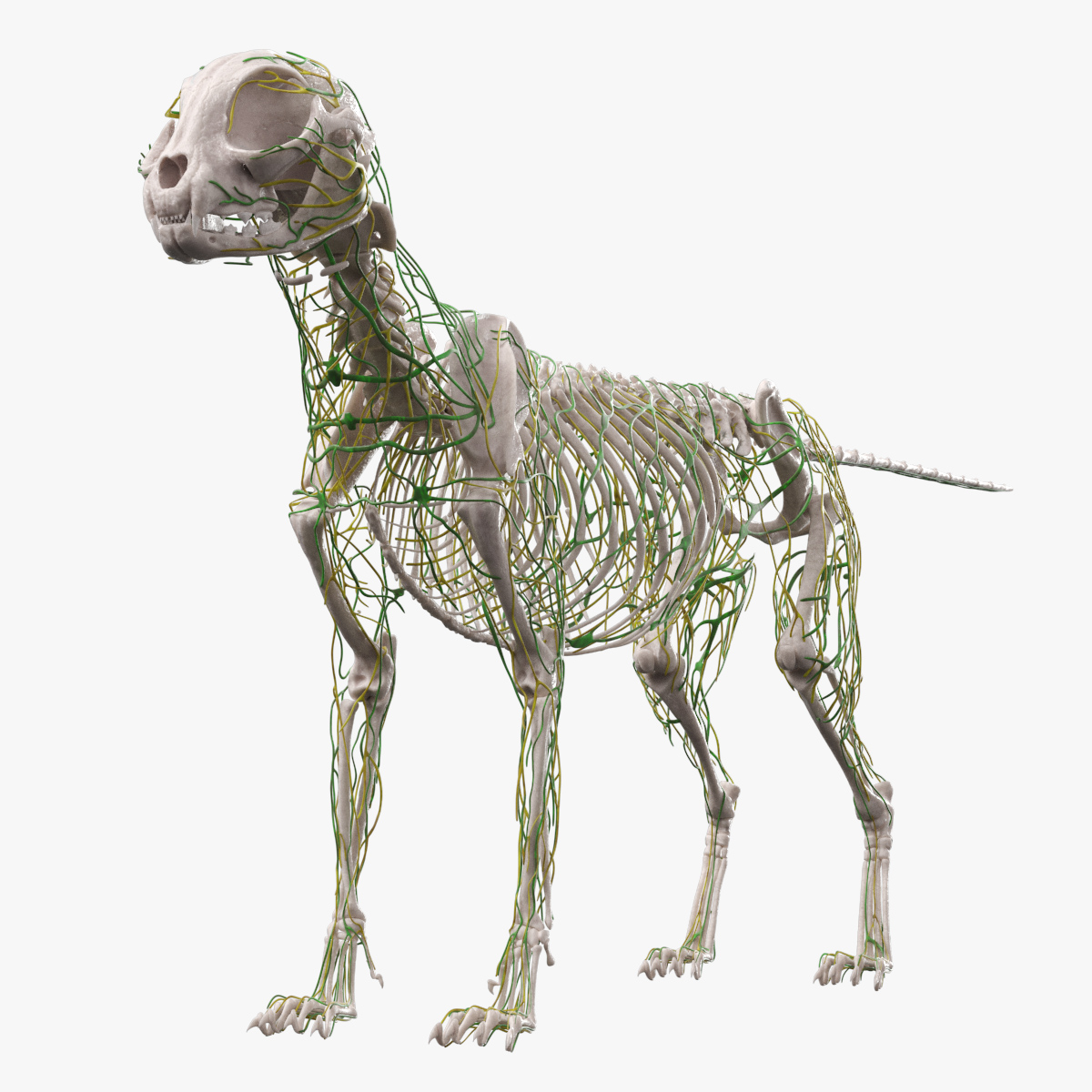 Cat Skeleton Nervous System Anatomy