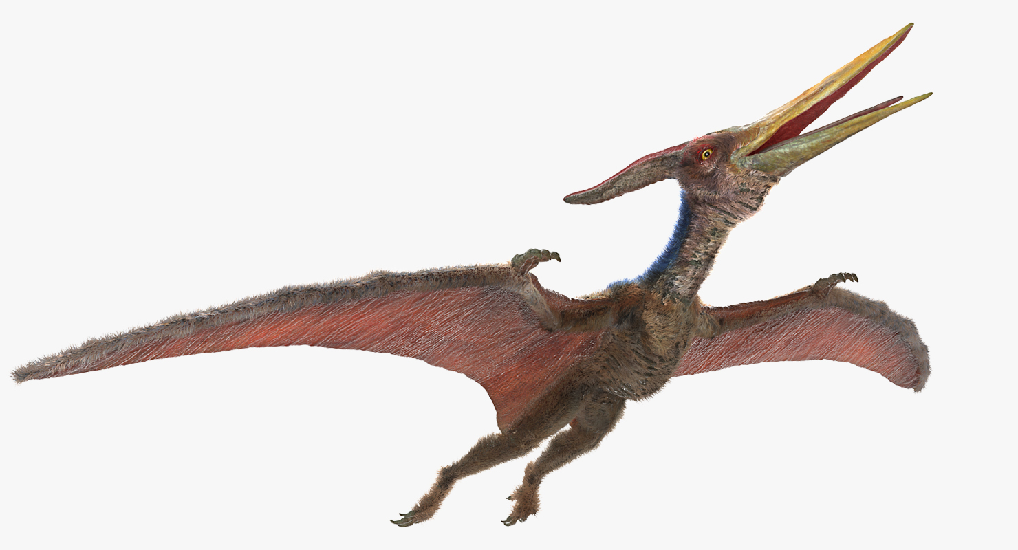 Pteranodon with Fur 3D model