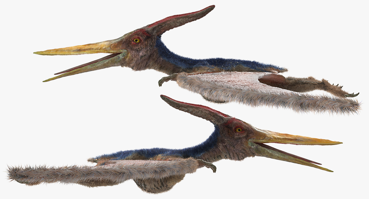 Pteranodon with Fur 3D model