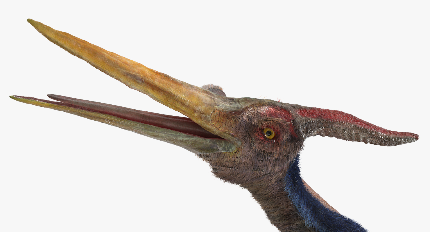Pteranodon with Fur 3D model